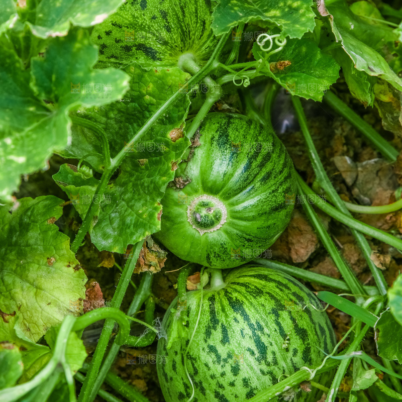 田地里种植的香瓜