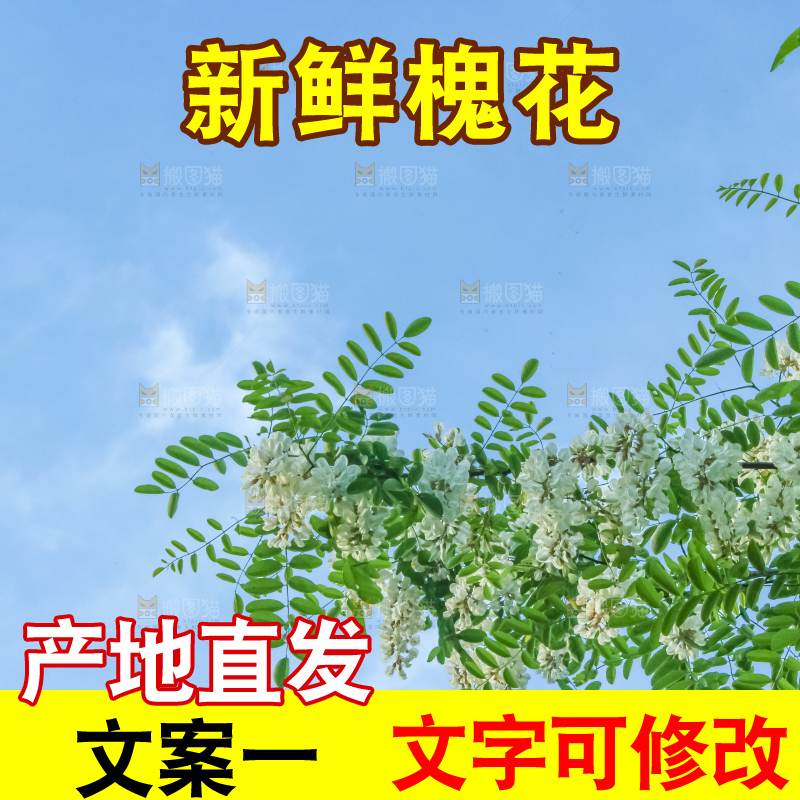 槐树槐花
