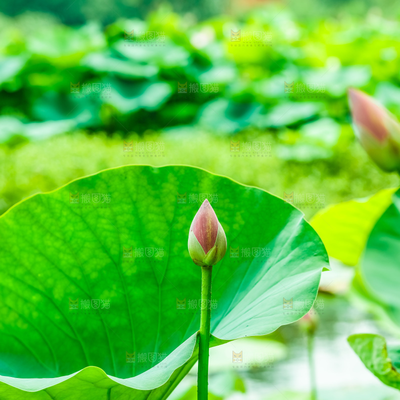 池塘里的荷花花苞