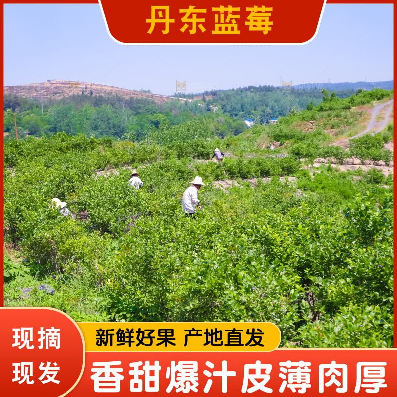 农民正在采摘蓝莓