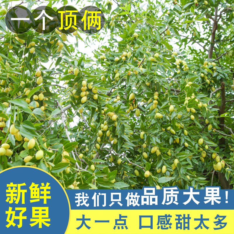 树上的枣子