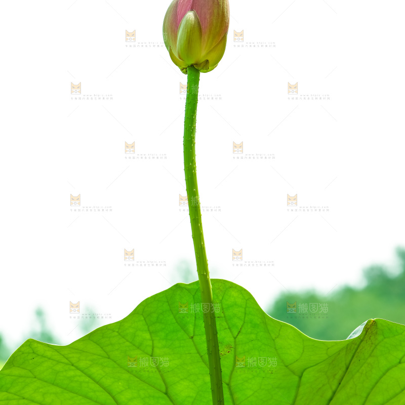 池塘里的荷花花苞