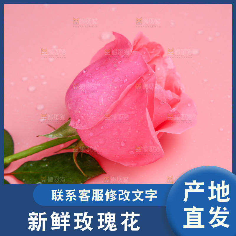 浅底上的玫瑰花