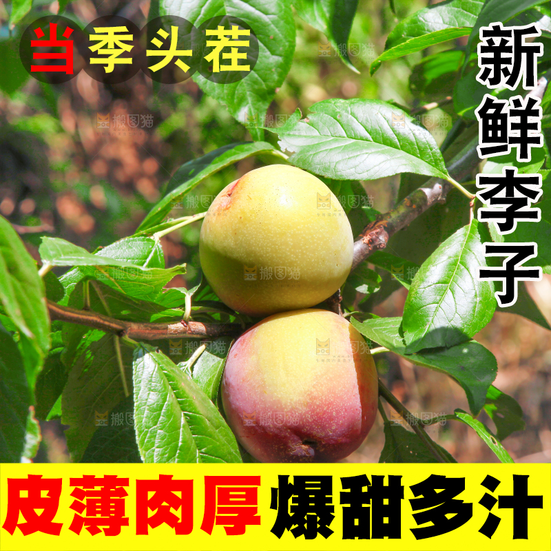 树上的李子