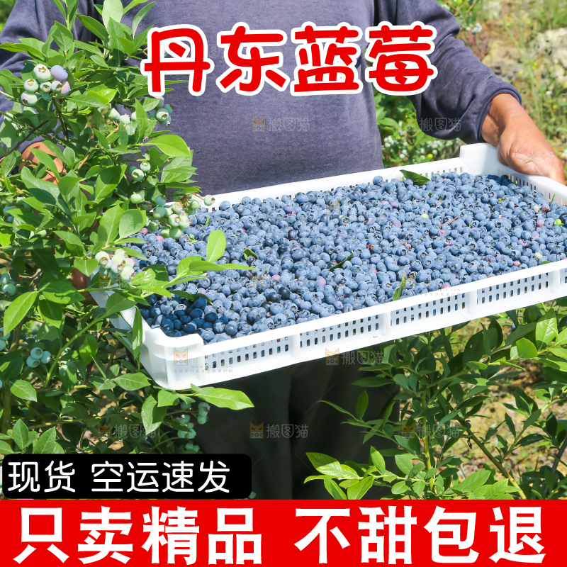 农民正在采摘蓝莓