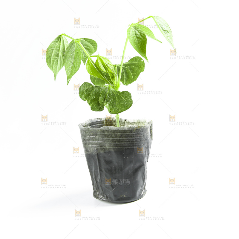白底上放着豇豆苗