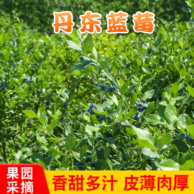 农民正在采摘蓝莓