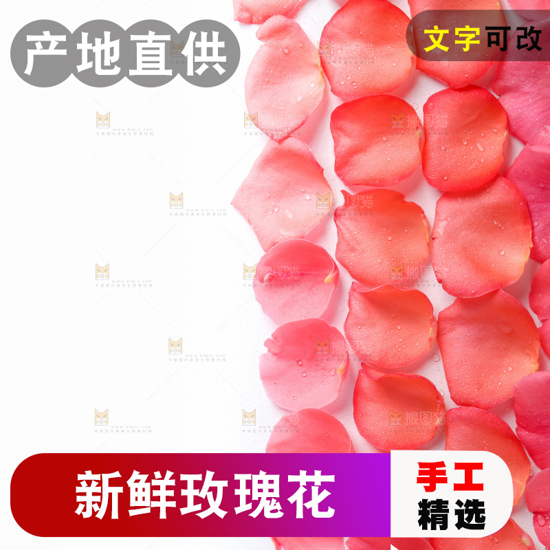 白底上的玫瑰花瓣