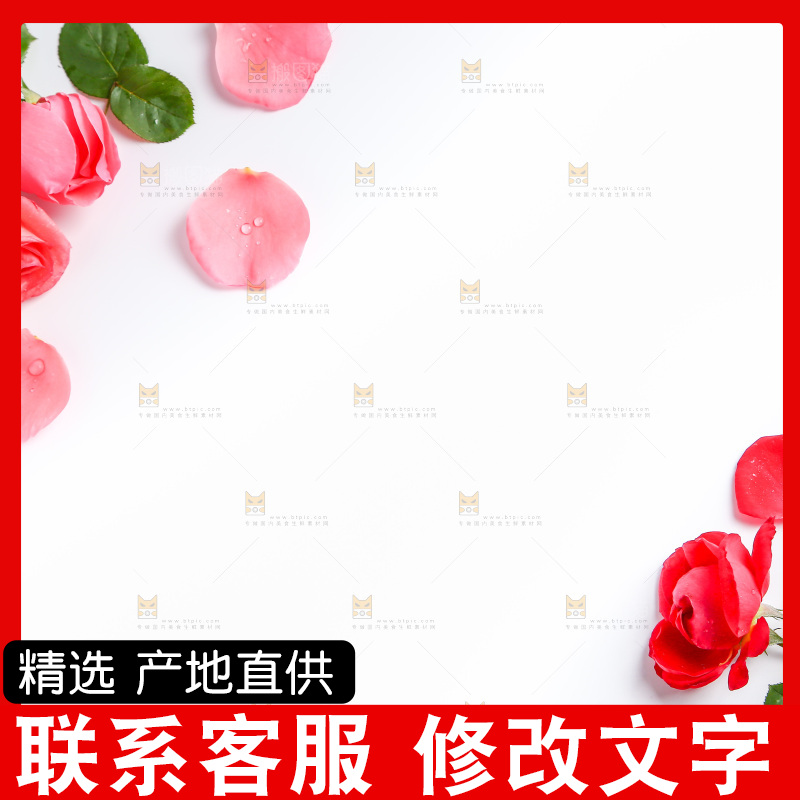 白底上的玫瑰花瓣
