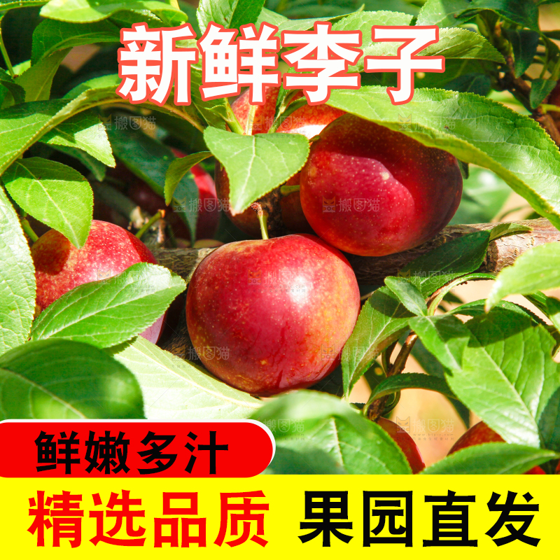 李子树上的红布李
