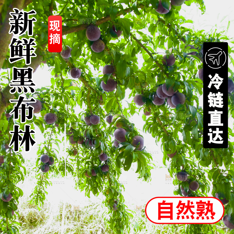 树上挂着黑布李