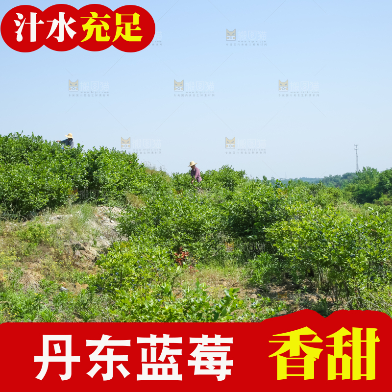 农民正在采摘蓝莓