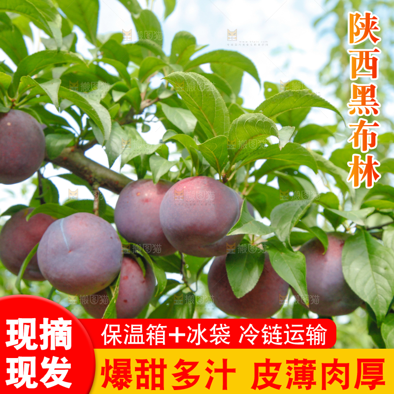 树上挂着黑布李