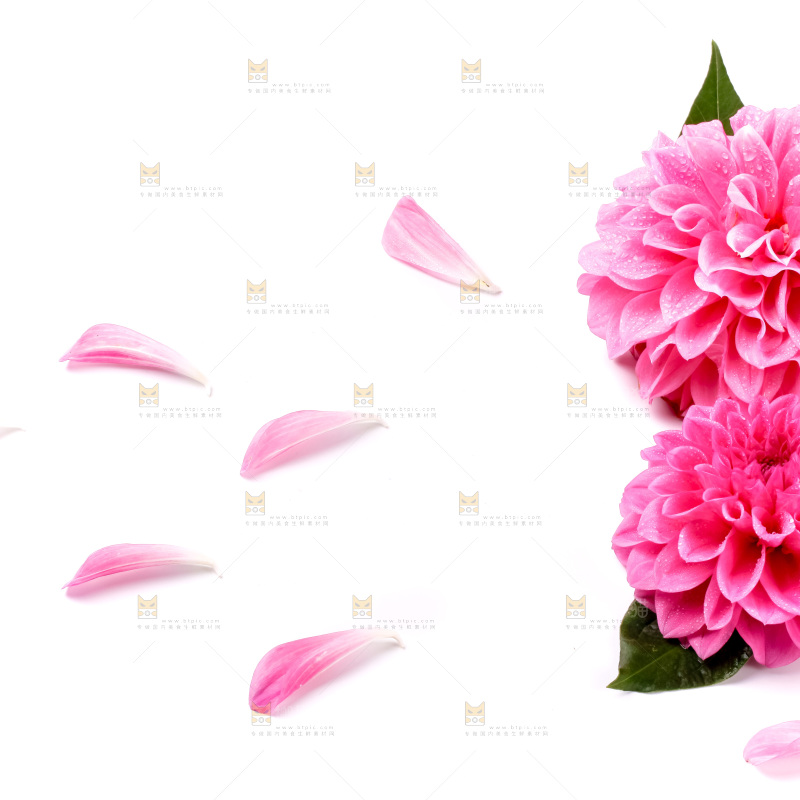 浅底上摆放着花朵