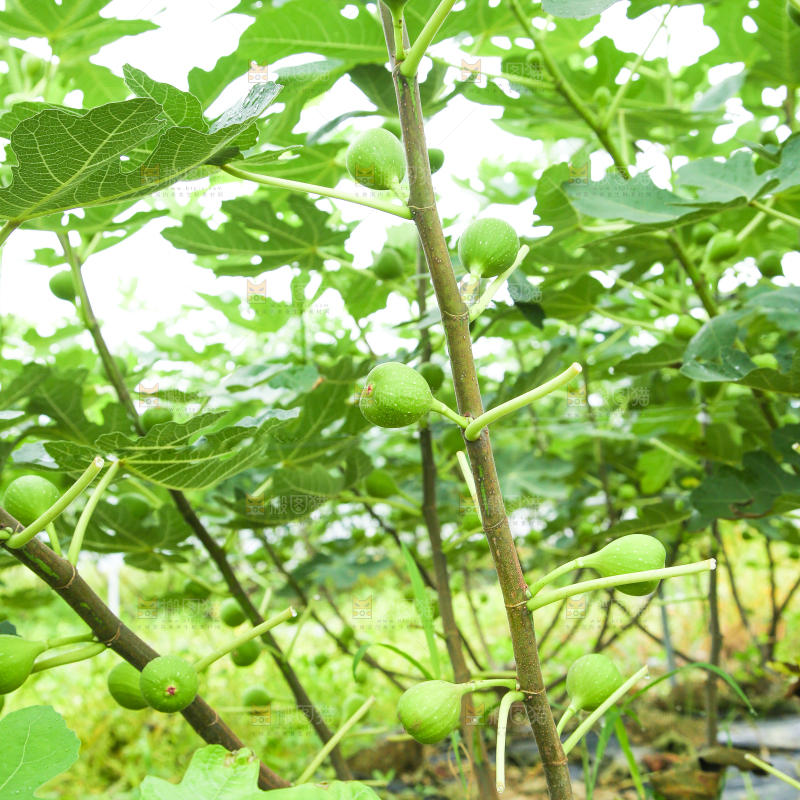 户外的无花果树