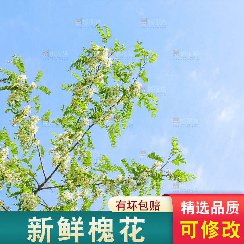 槐树槐花