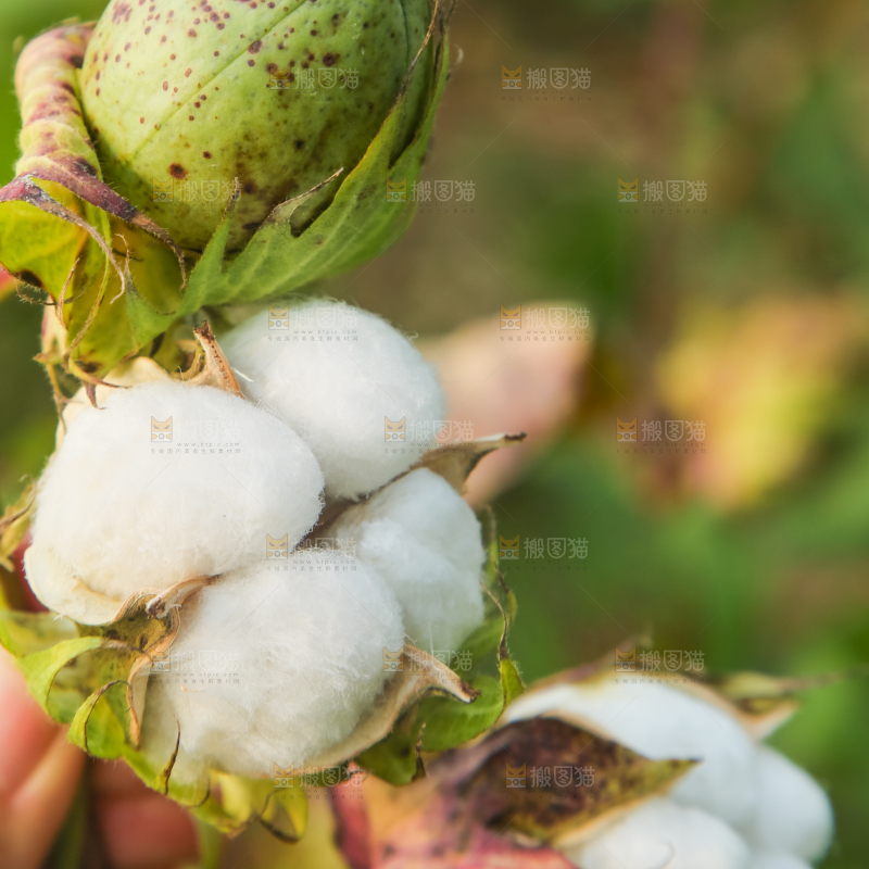 枝头上长着棉花