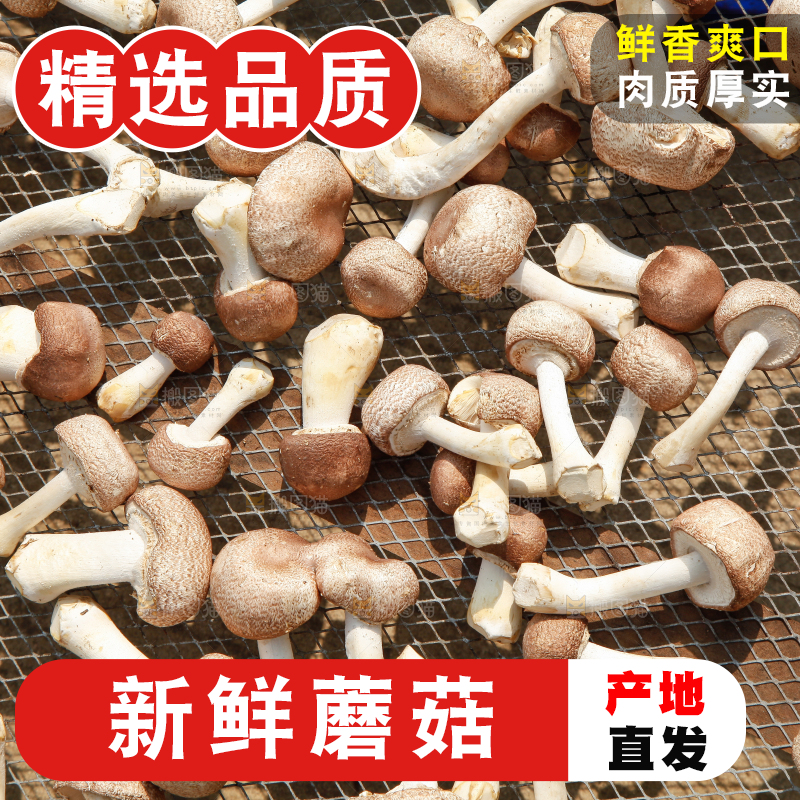 户外晾晒的蘑菇
