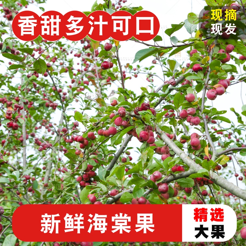 树上挂着海棠果