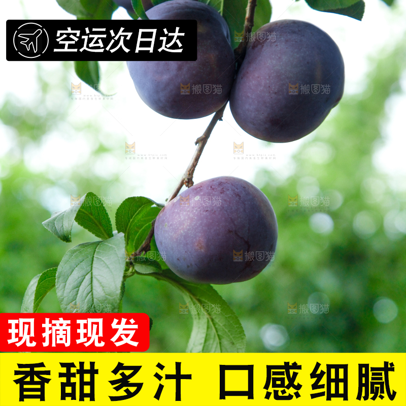 树上挂着黑布李