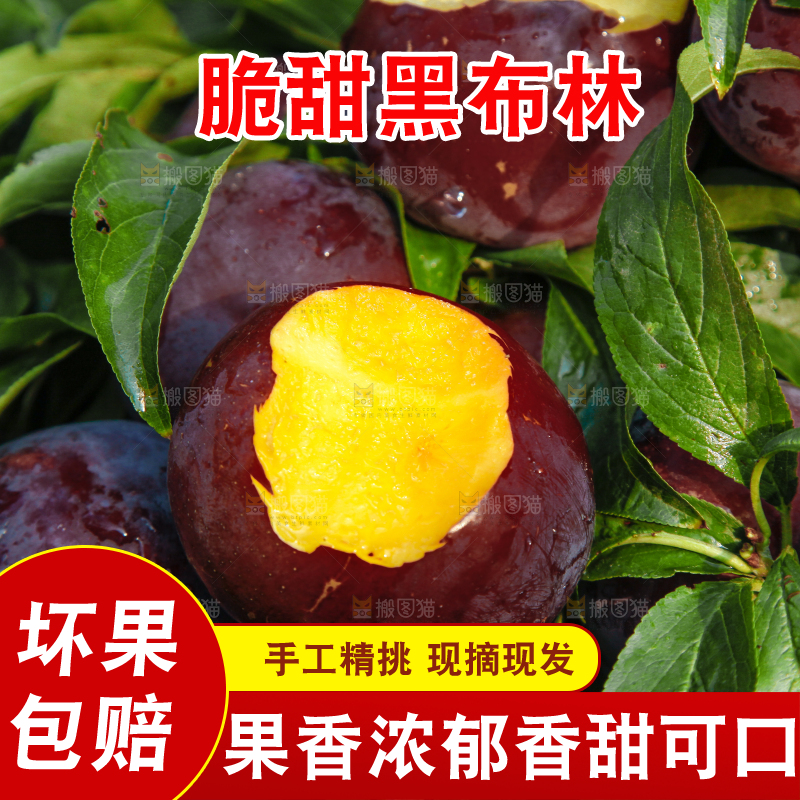 树上挂着黑布李