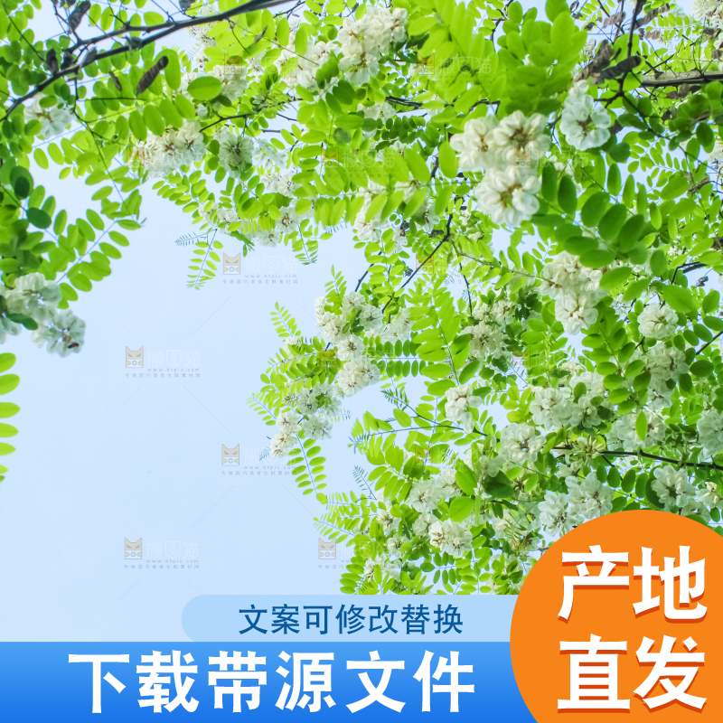 槐树槐花