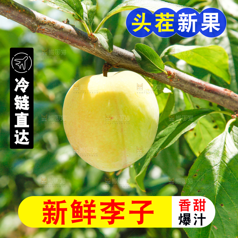 树上的李子