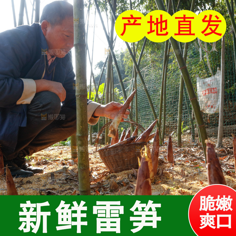 竹林里的雷笋