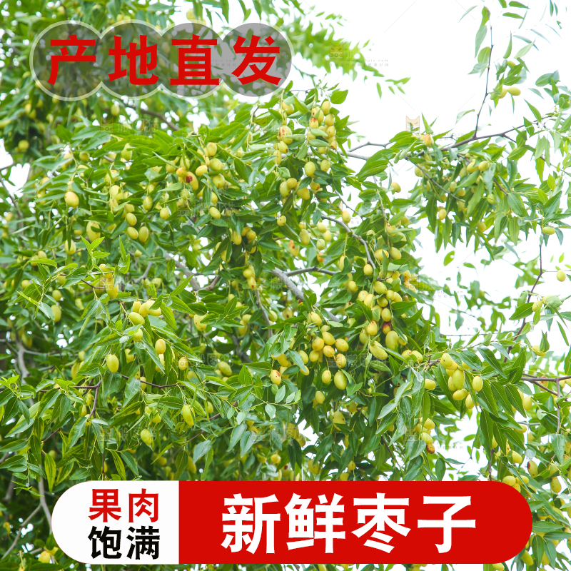 树上的枣子