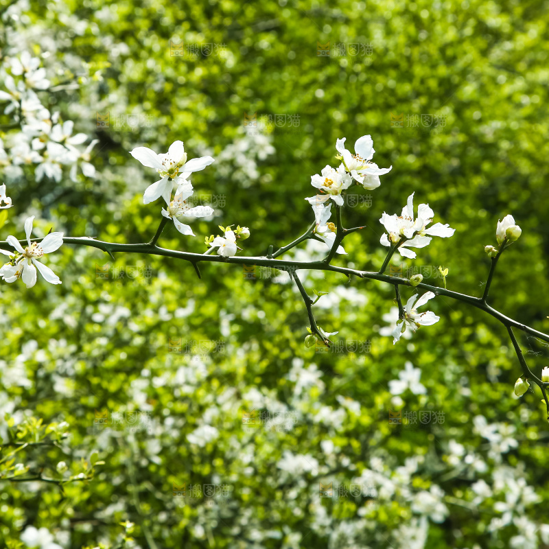 一片茂盛的花朵