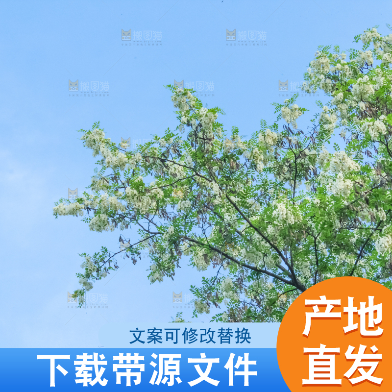 槐树槐花