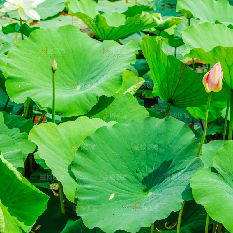 池塘里的荷叶