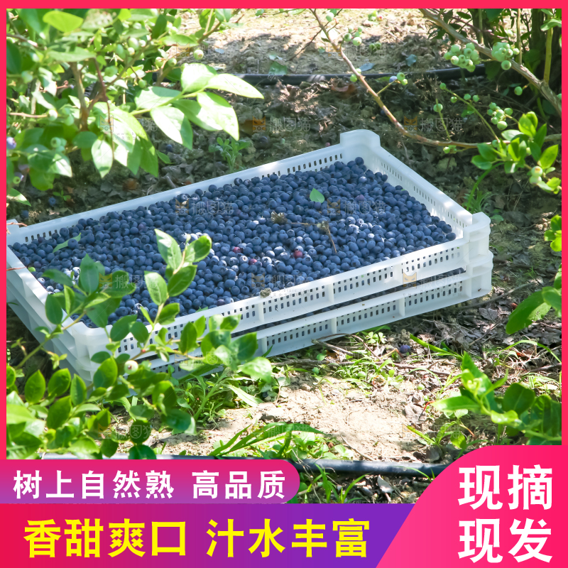 农民正在采摘蓝莓