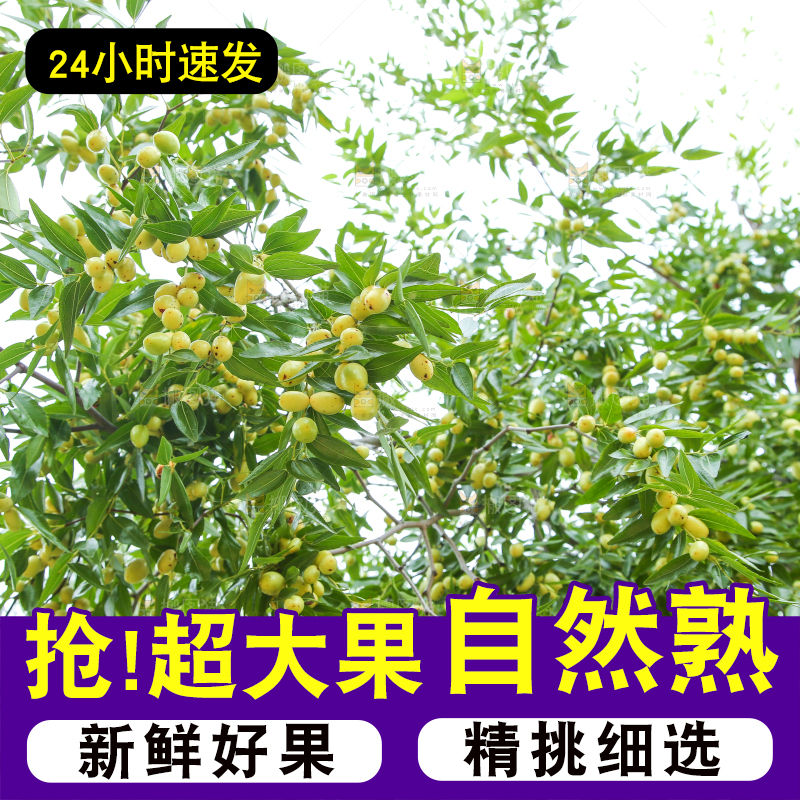 树上的枣子
