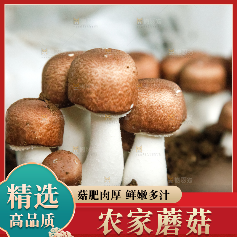 土里的蘑菇