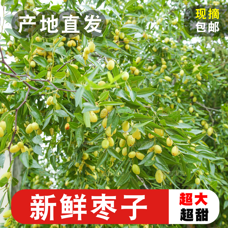 树上的枣子