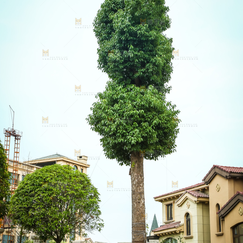 草地上种植的大树