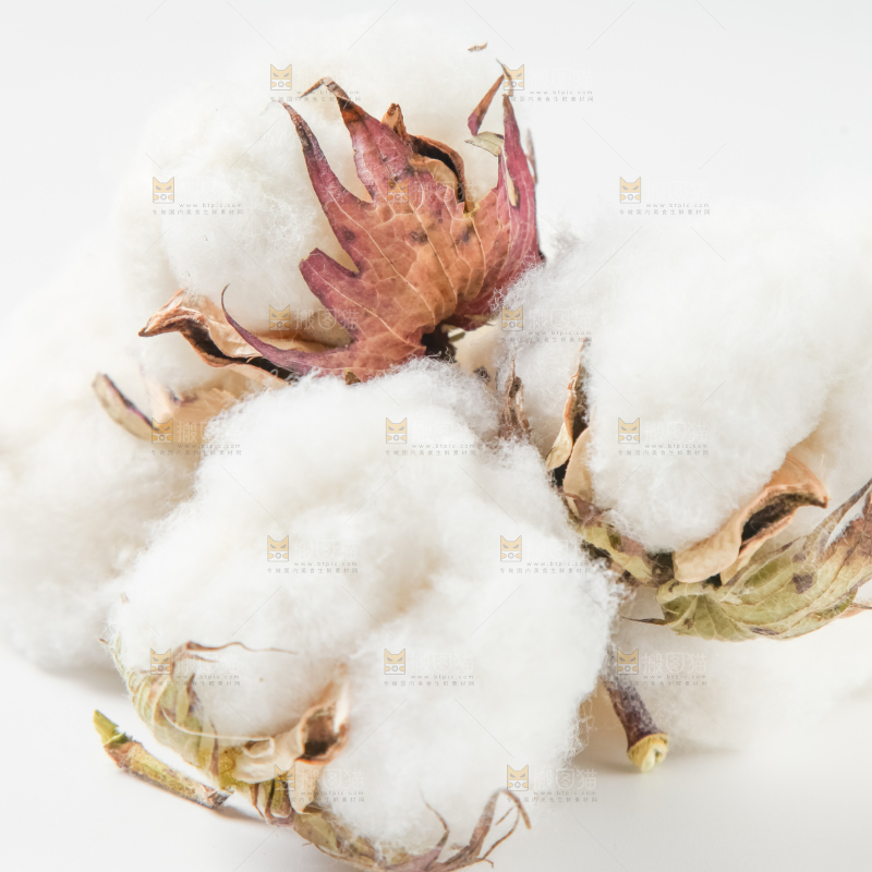 白底上的棉花
