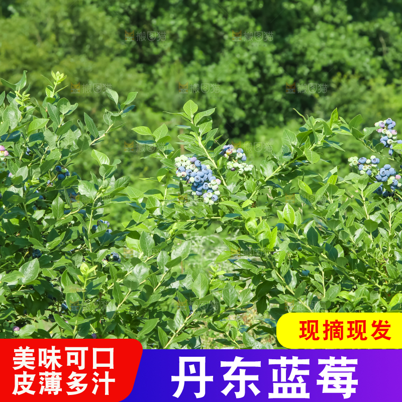 农民正在采摘蓝莓