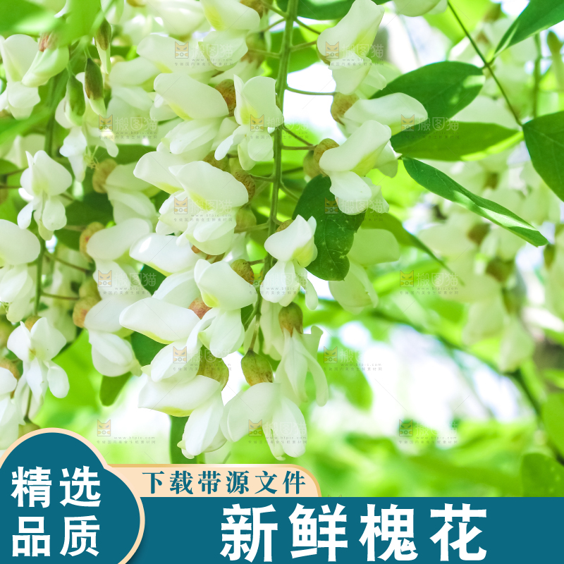 槐树槐花