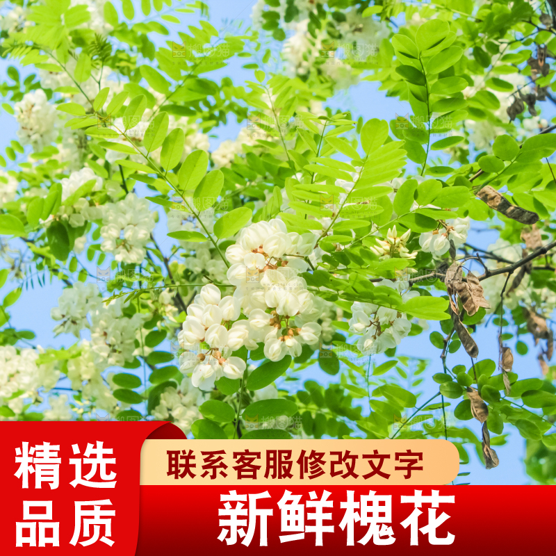 槐树槐花
