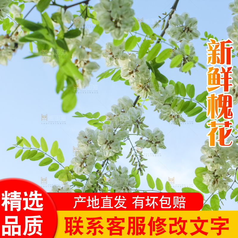 槐树槐花