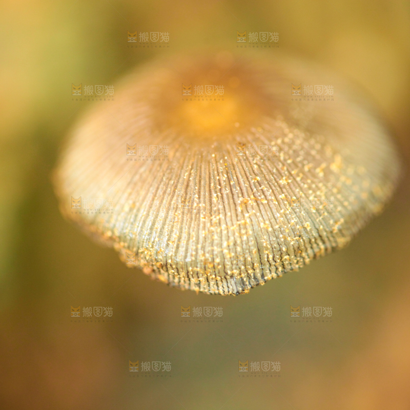 野生菌菇