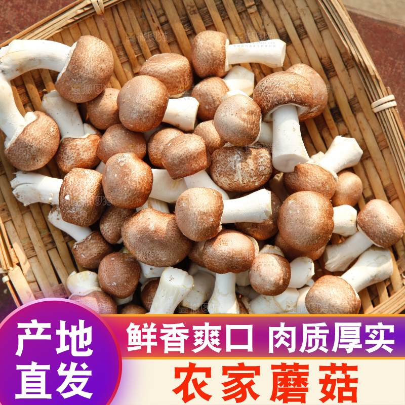 篮子里的小蘑菇