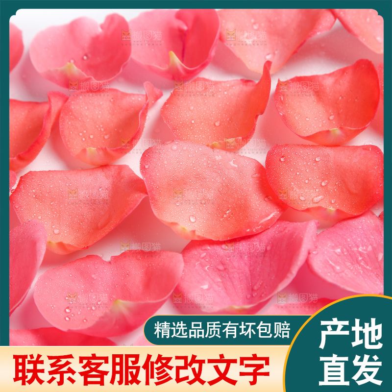 白底上的玫瑰花瓣