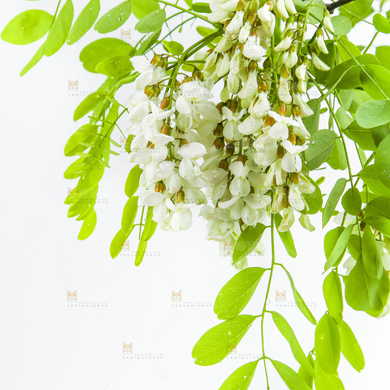 白底上的槐树花
