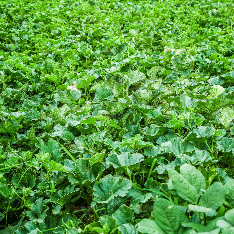 农田里种植的香瓜