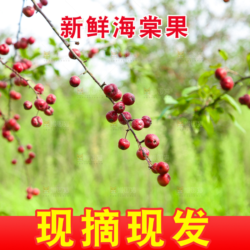 树上挂着海棠果