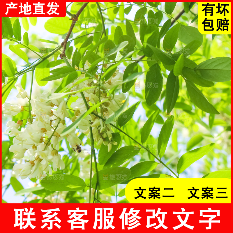 槐树槐花