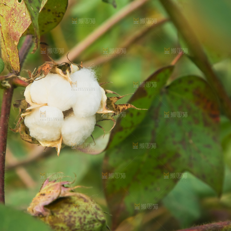 枝头上长着棉花